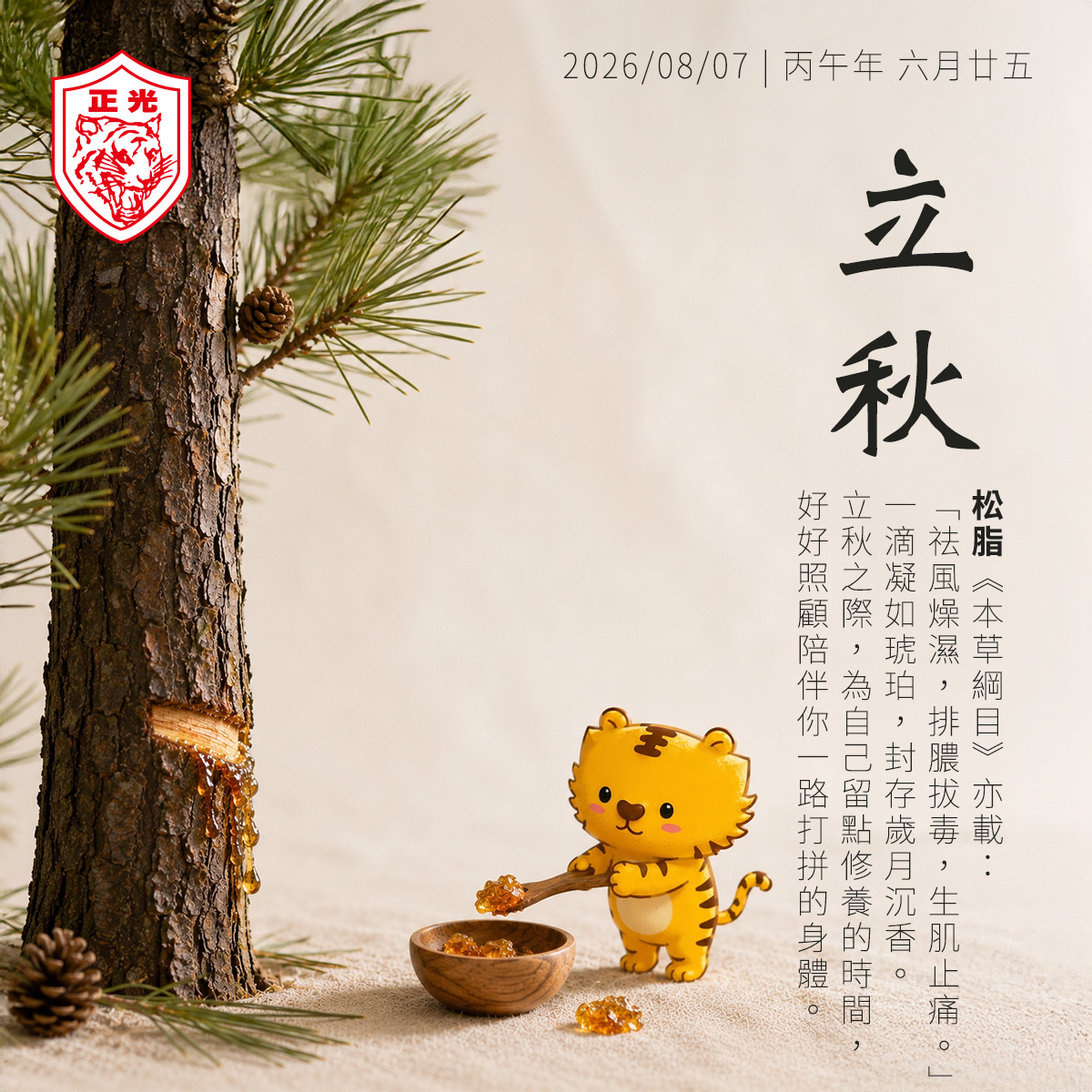 正光立秋節氣主視覺,以松樹與琥珀色松脂為背景,金絲虎拿著木鏟採集松脂放入木碗,搭配《本草綱目》松脂「祛風燥濕,排膿拔毒,生肌止痛」記載,傳達立秋養生與草本修護意象。