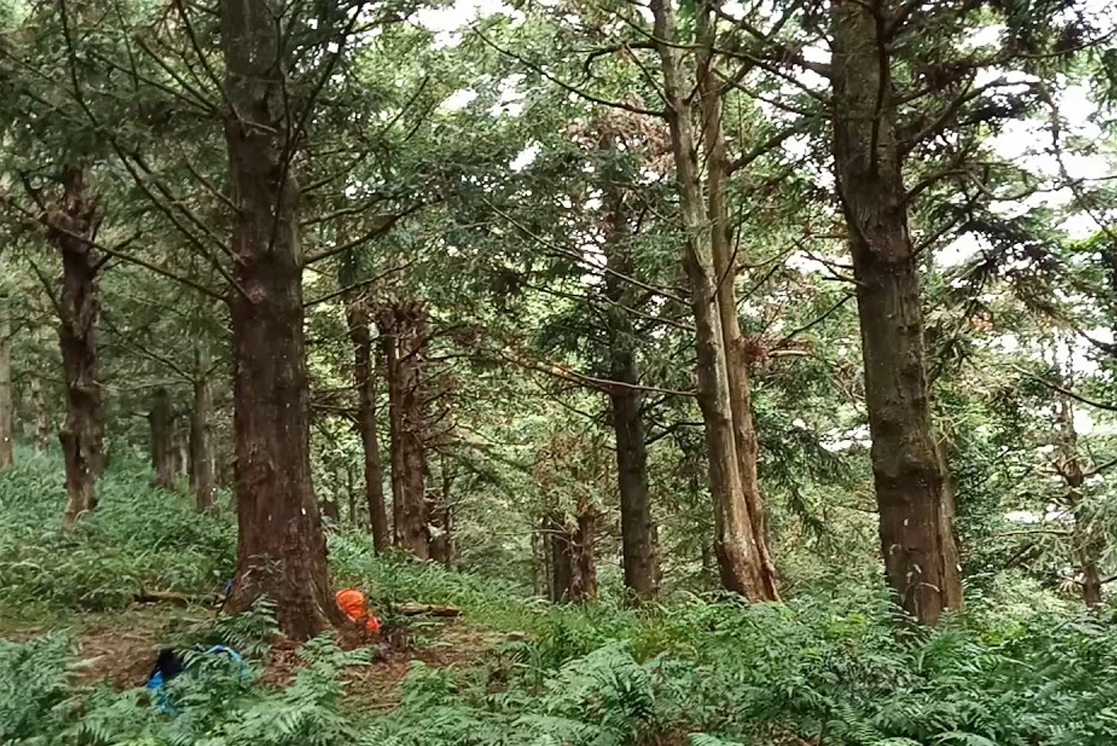 香杉