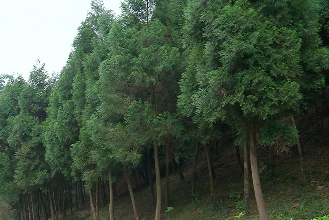 台灣肖楠