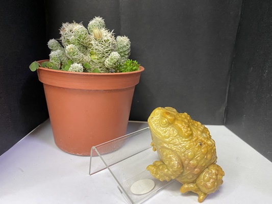 壽山石【金蟾蜍】