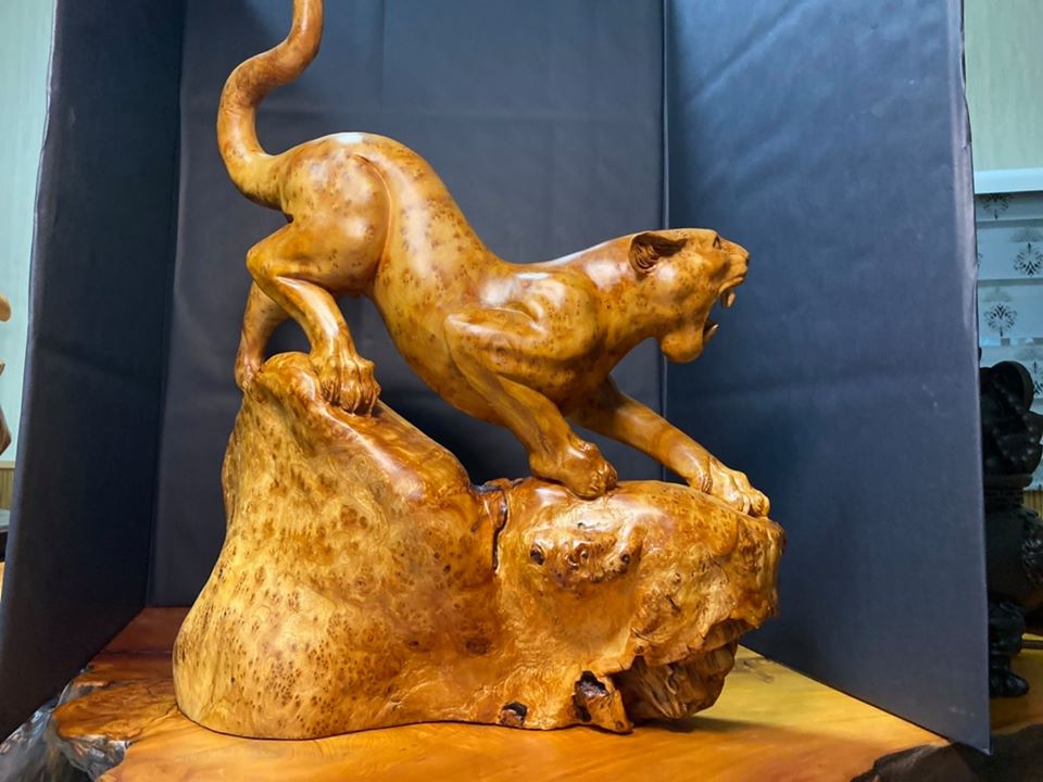 一夜豹發 杉木瘤【一夜爆發】