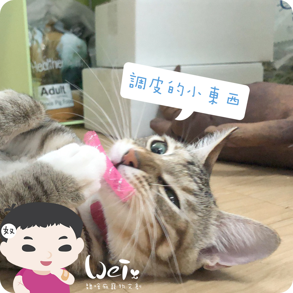 貓玩具調皮的小東西| 喵喵玩具| 寵物用品&玩具- 魏啥麻寵物文創