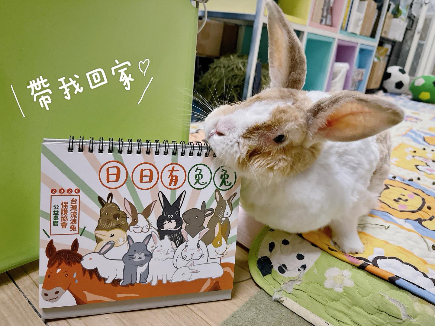 完售 日日有兔兔 X 2026 浪兔公益桌曆 (台灣流浪兔保護協會)