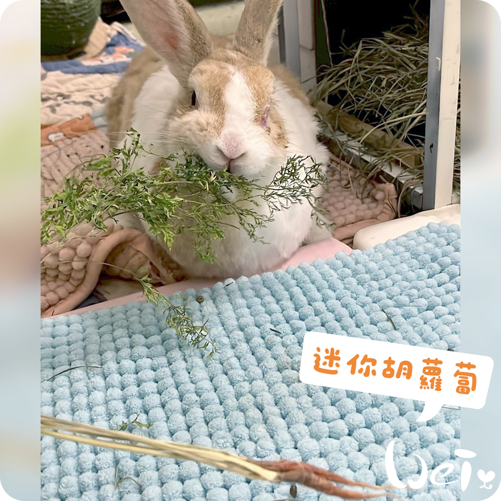 迷你胡蘿蔔04.jpg