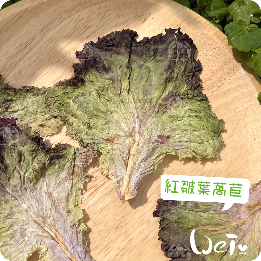 順月農園紅皺葉萵苣.jpg
