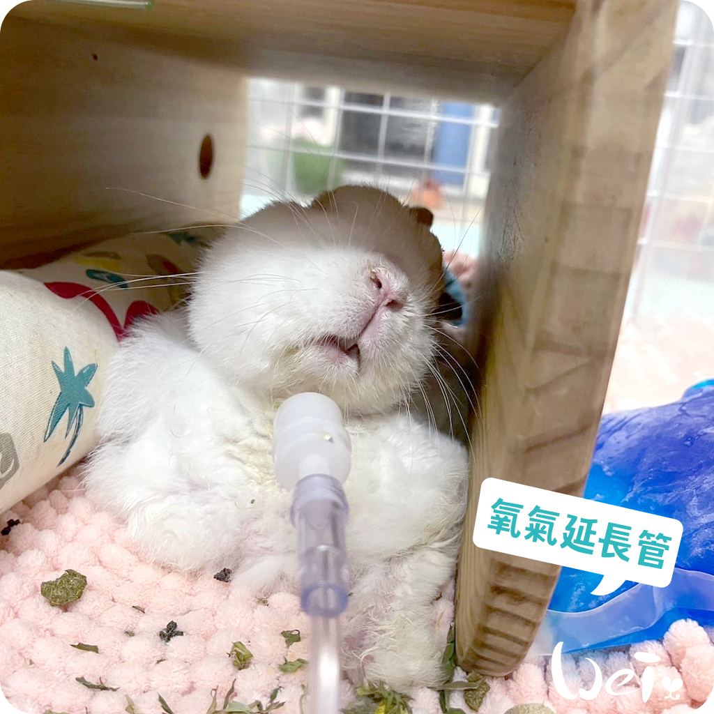 氧氣延長管10.jpg