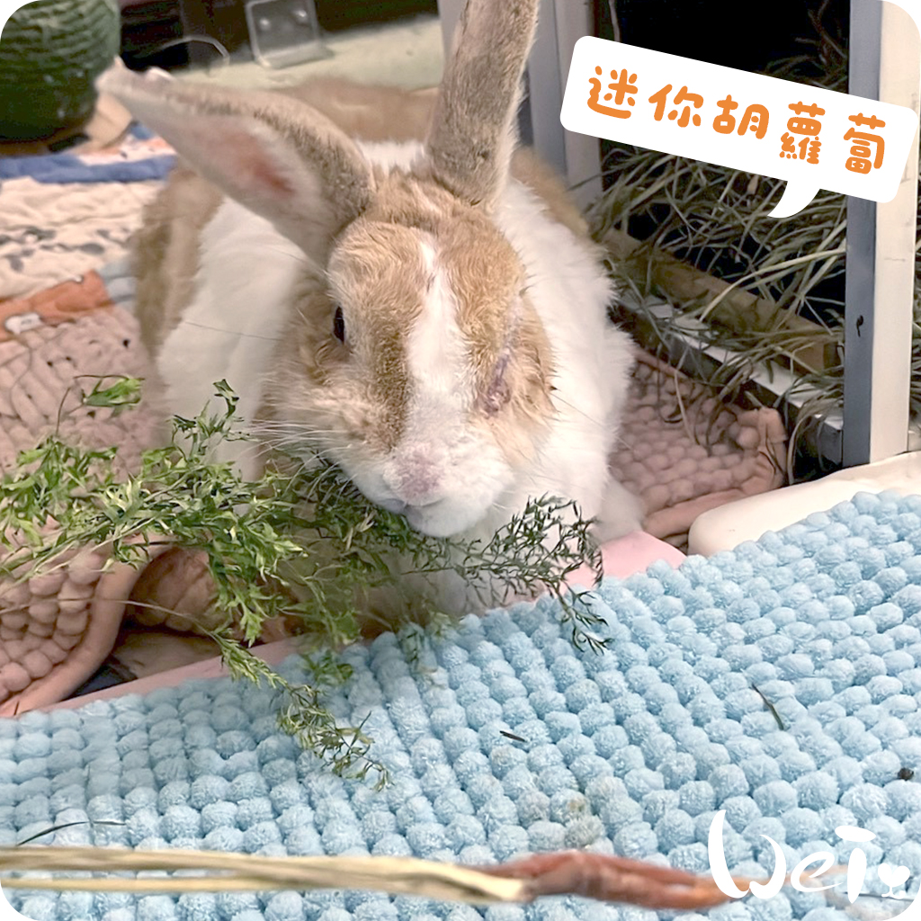 迷你胡蘿蔔05.jpg