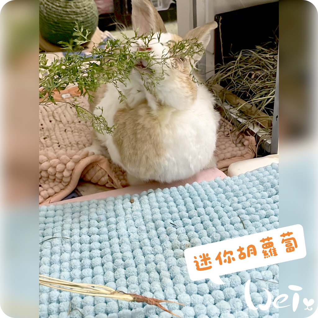 迷你胡蘿蔔01.jpg