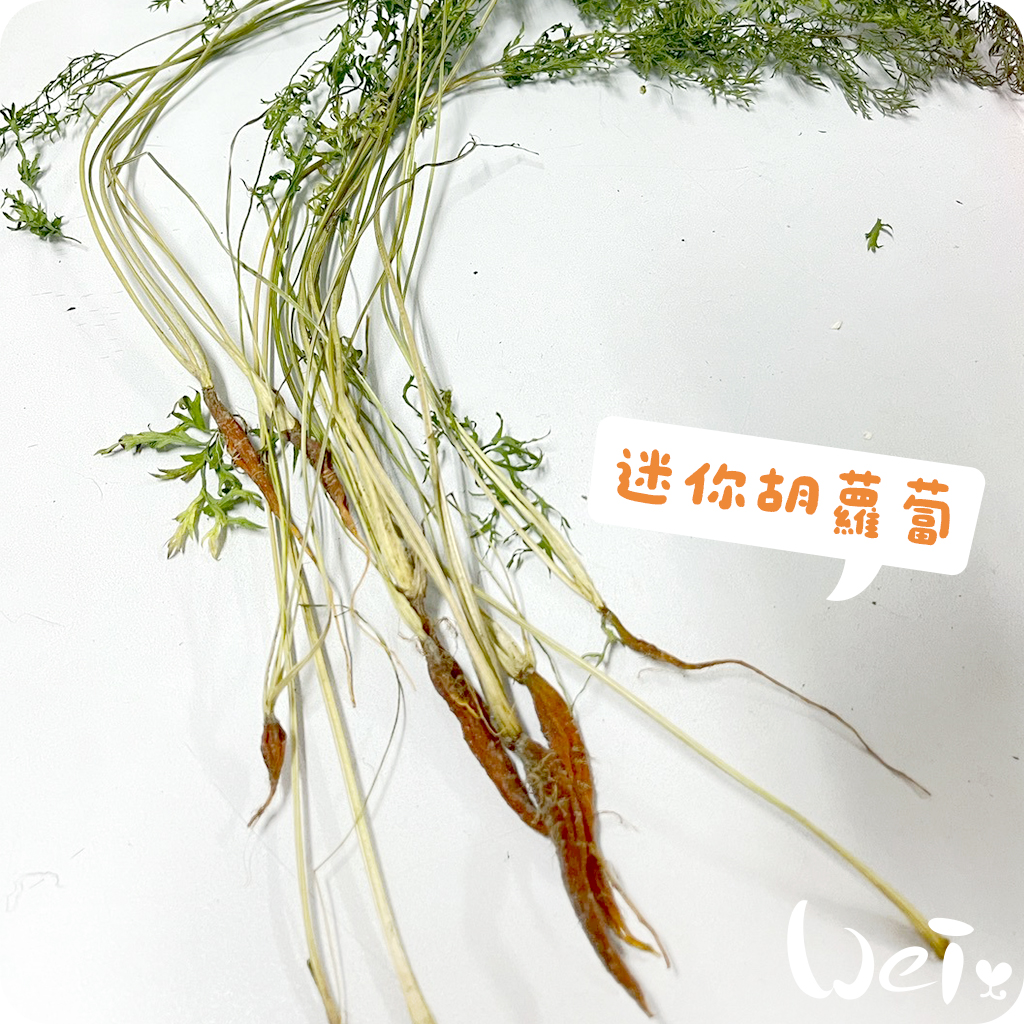 迷你胡蘿蔔03.jpg