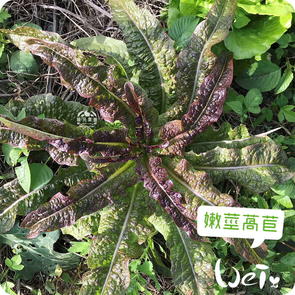 順月農園嫩莖萵苣04.jpg