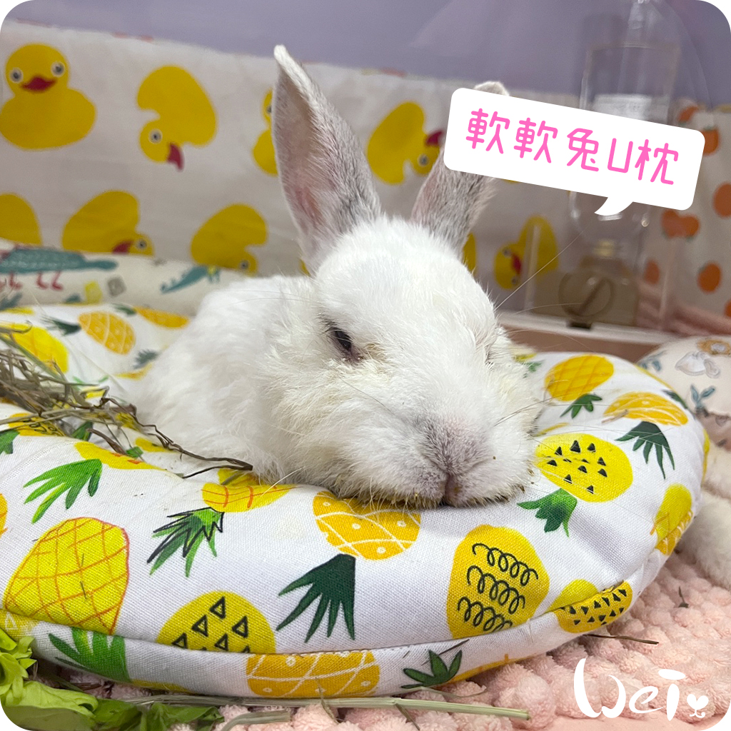 拐杖躺 兔U枕12.jpg