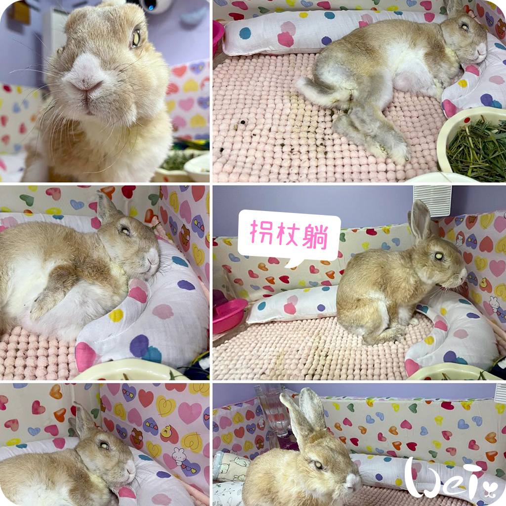 拐杖躺 兔U枕06.jpg