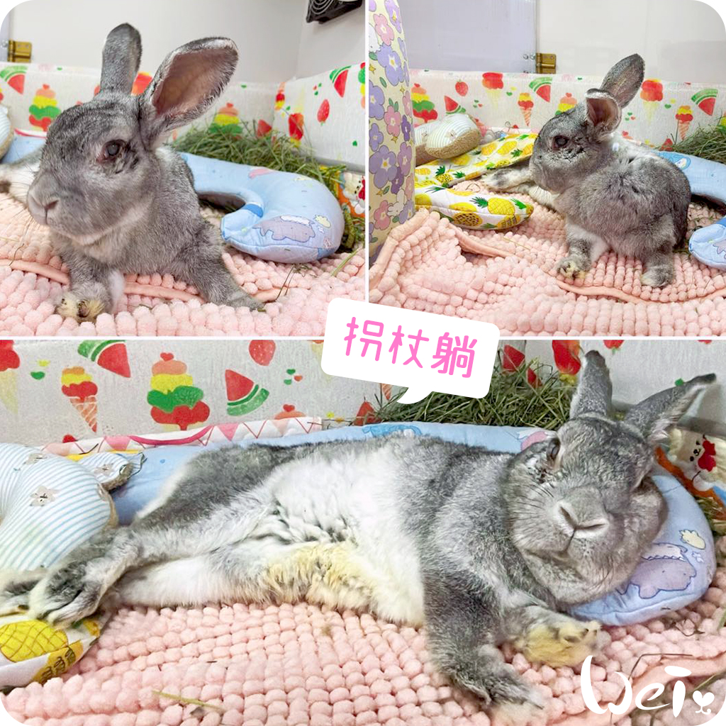 拐杖躺 兔U枕03.jpg