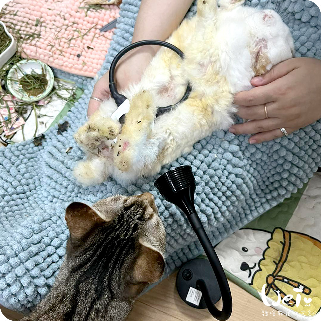 UVB燈分享02.jpg