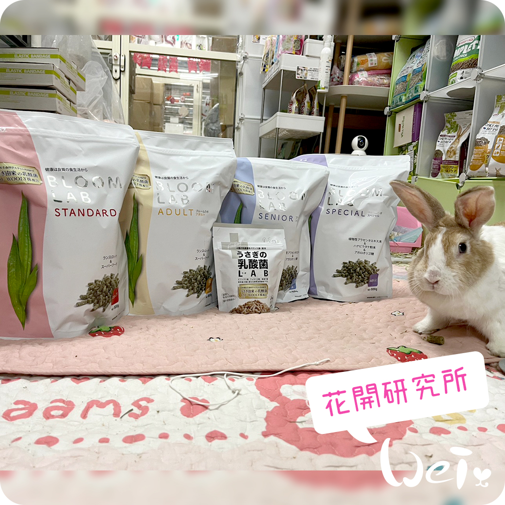 Wooly花開LAB08.jpg