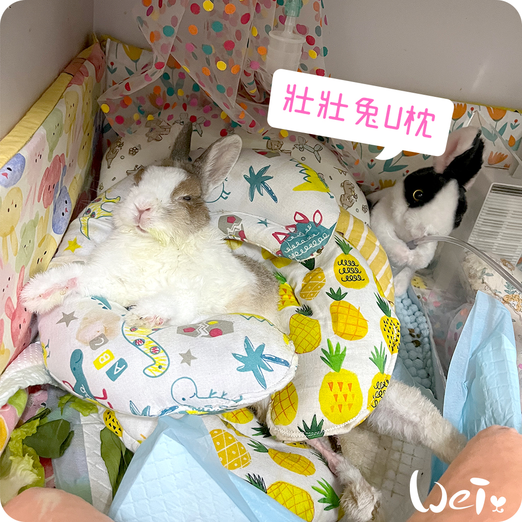 拐杖躺 兔U枕15.jpg