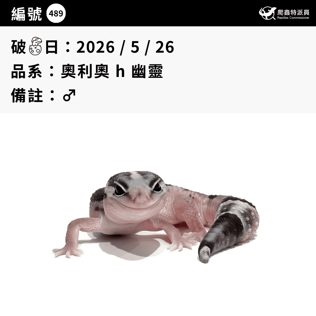 肥尾守宮.奧利奧 h 幽靈(編號 489)3