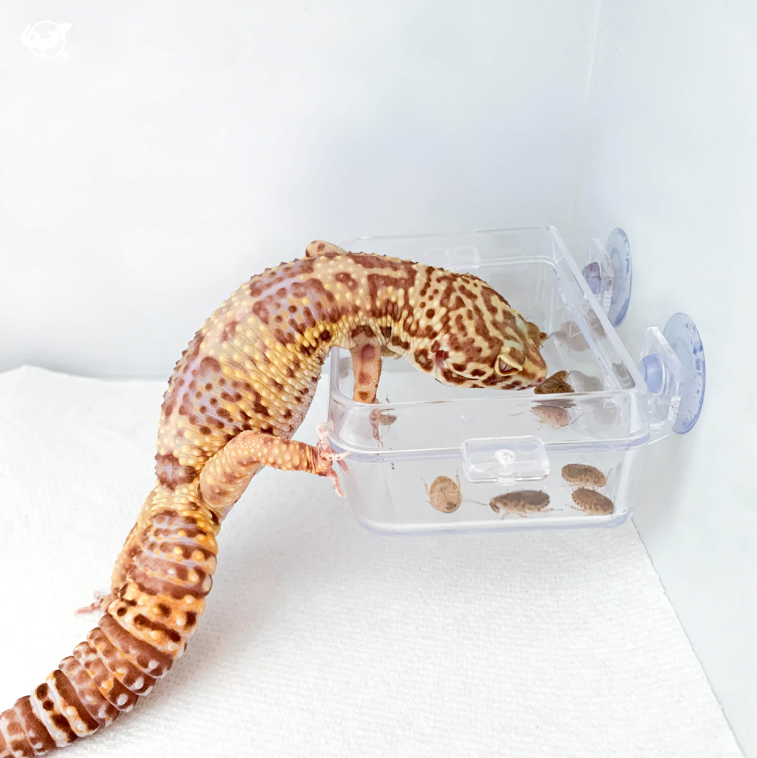 爬蟲防逃逸喂食器