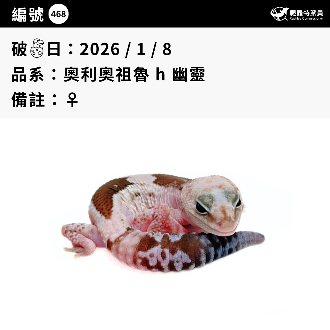 肥尾守宮.奧利奧祖魯 h 幽靈(編號 468)3