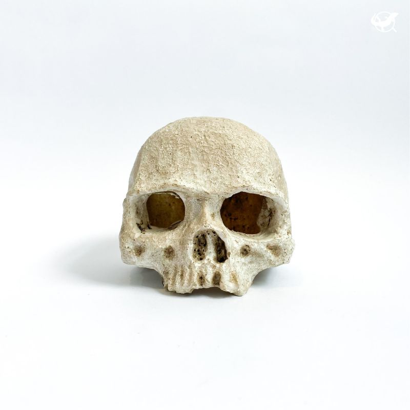 仿真骷顱頭躲避屋 -3