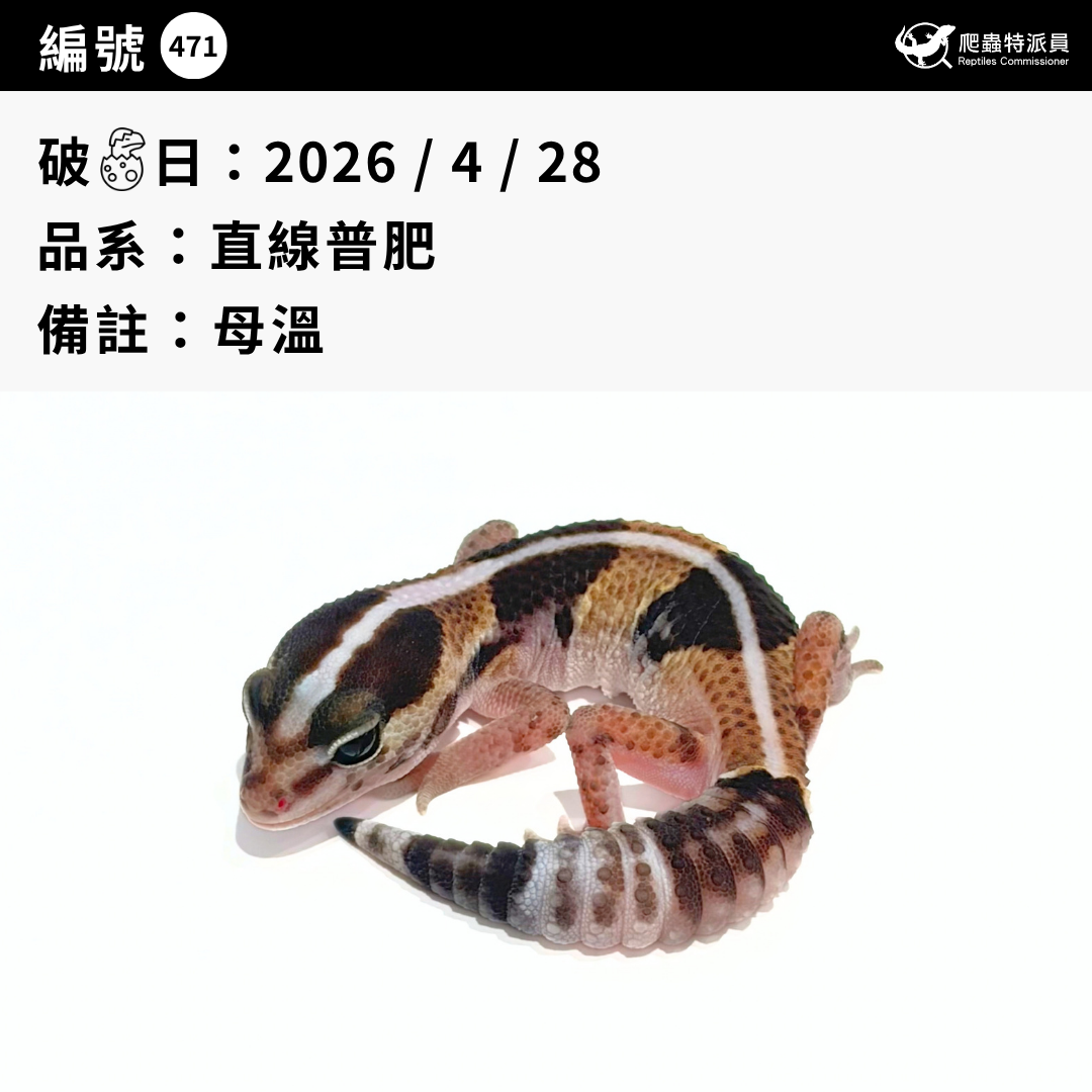 肥尾守宮.直線普肥(編號 471)3