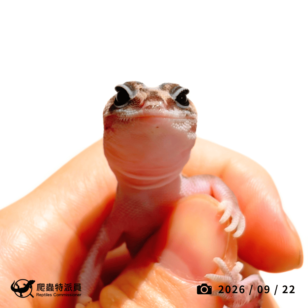 肥尾守宮.直線無紋 h 橘白(編號 476)2