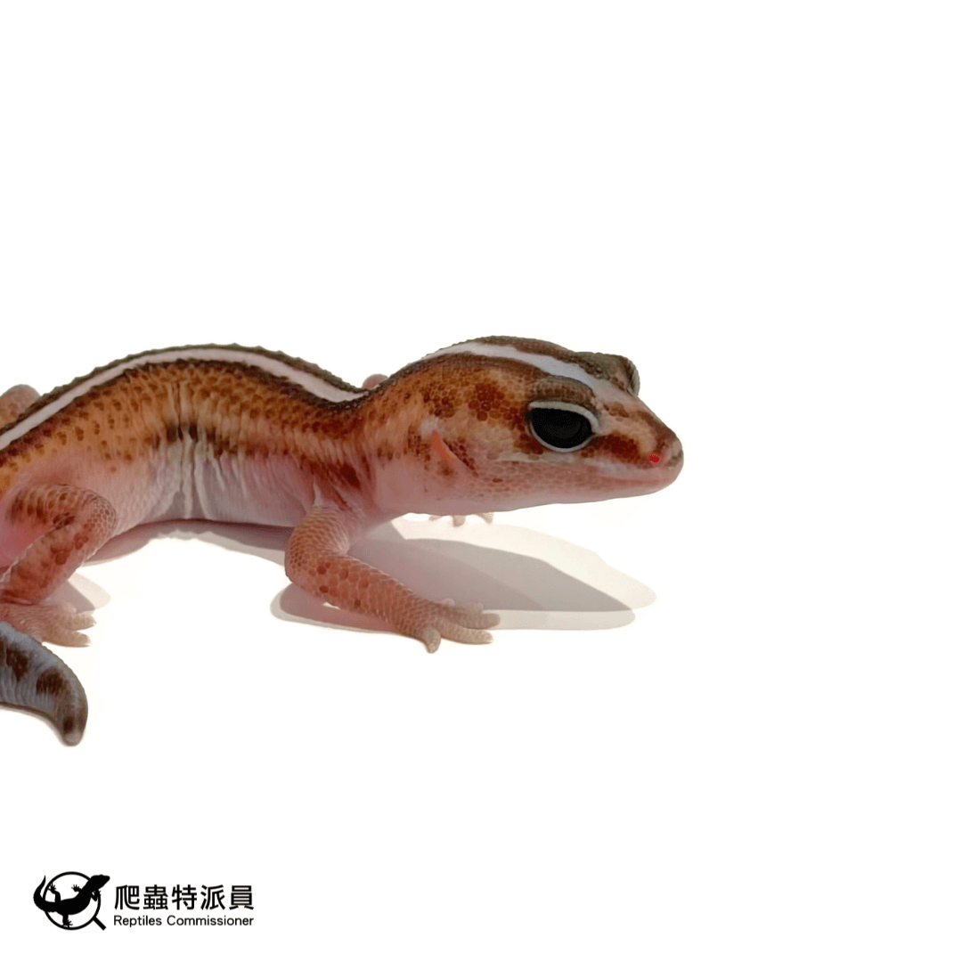 肥尾守宮.直線無紋 h 橘白(編號 476)4