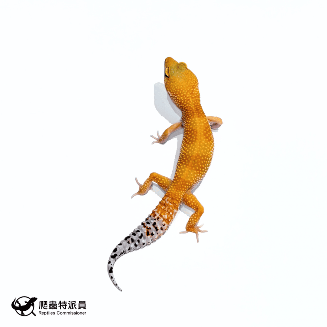 豹紋守宮.橘化(編號 478)1