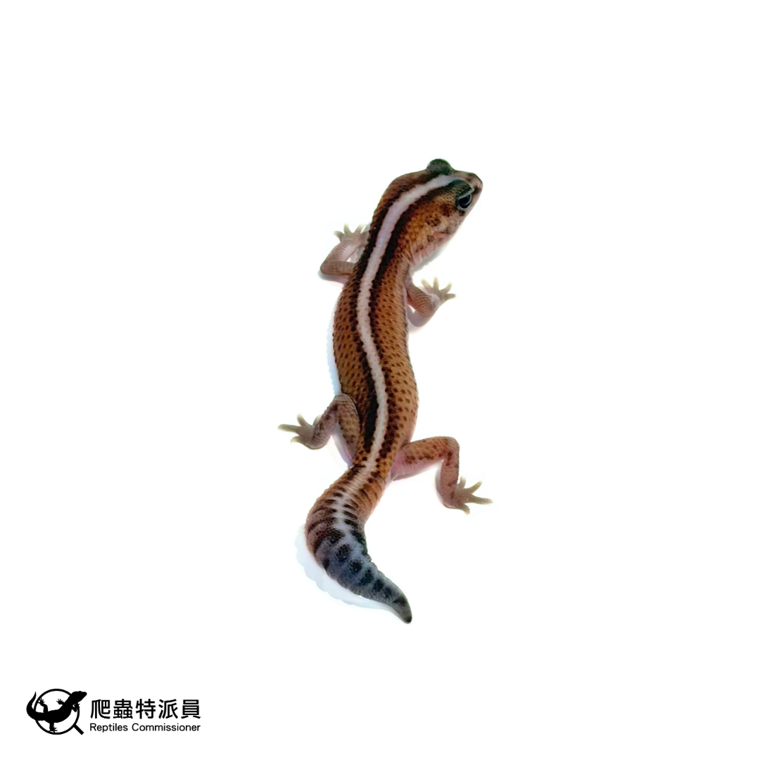 肥尾守宮.直線無紋 h 橘白(編號 476)1
