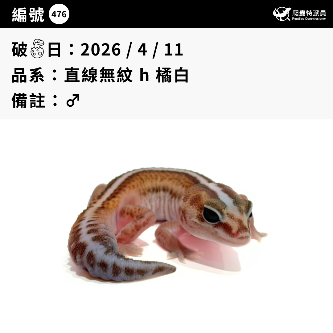肥尾守宮.直線無紋 h 橘白(編號 476)3