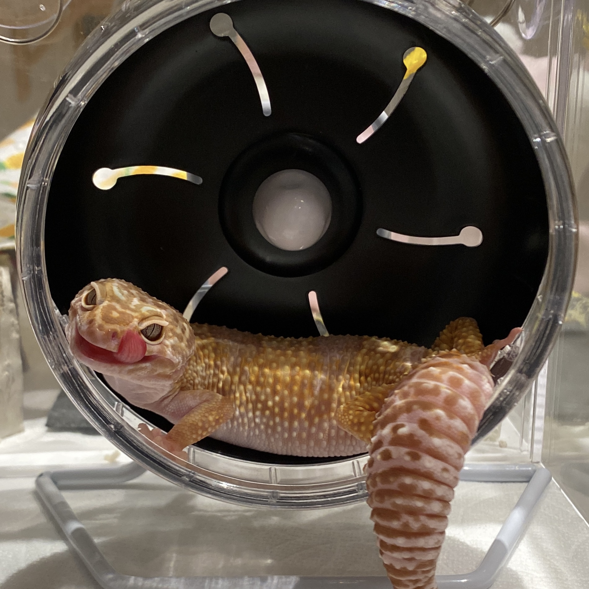 守宮靜音滾輪使用示意圖