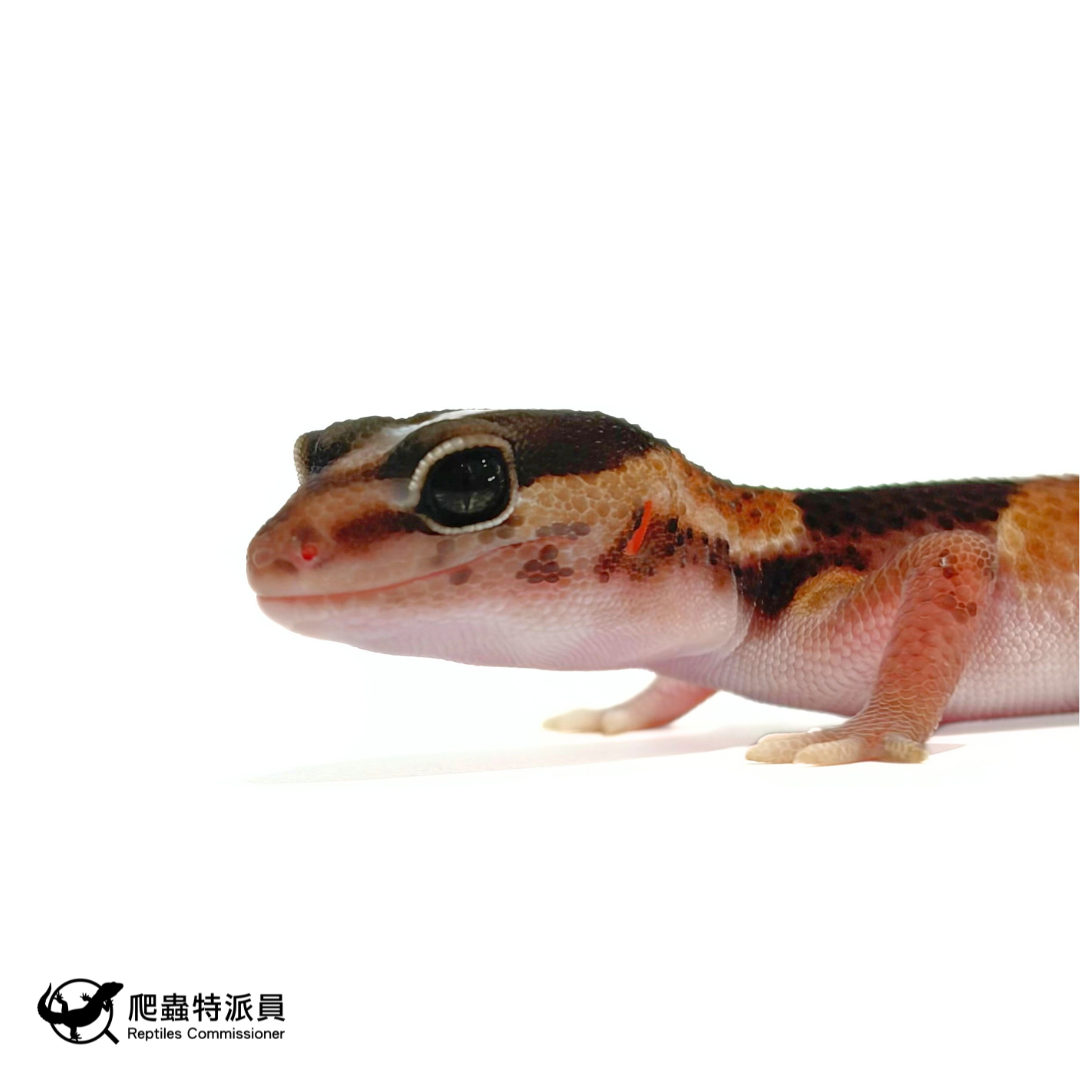 肥尾守宮.直線普肥(編號 471)5