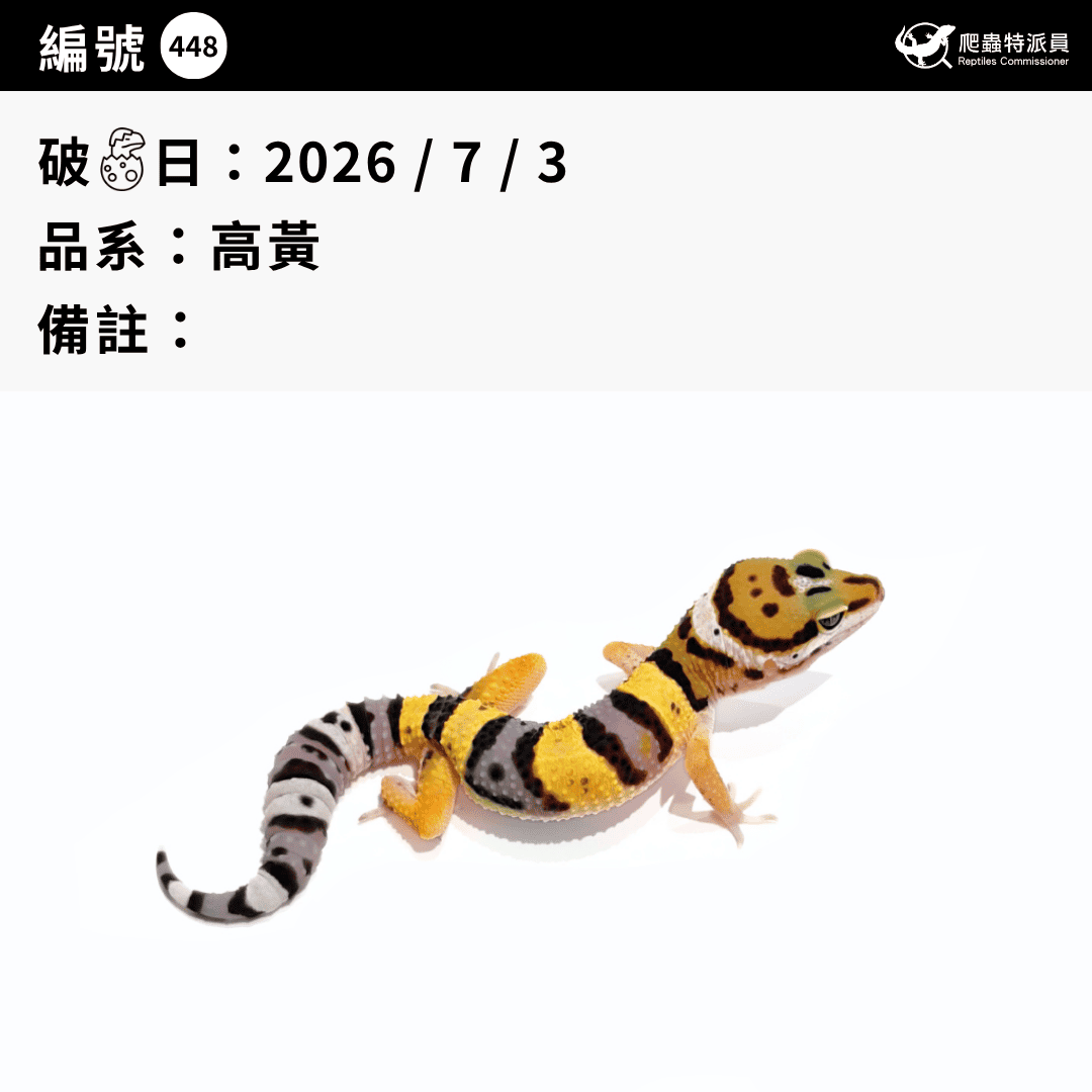 豹紋守宮.高黃(編號 448)3