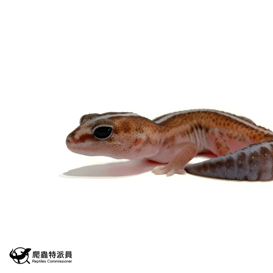 肥尾守宮.直線無紋 h 橘白(編號 476)5