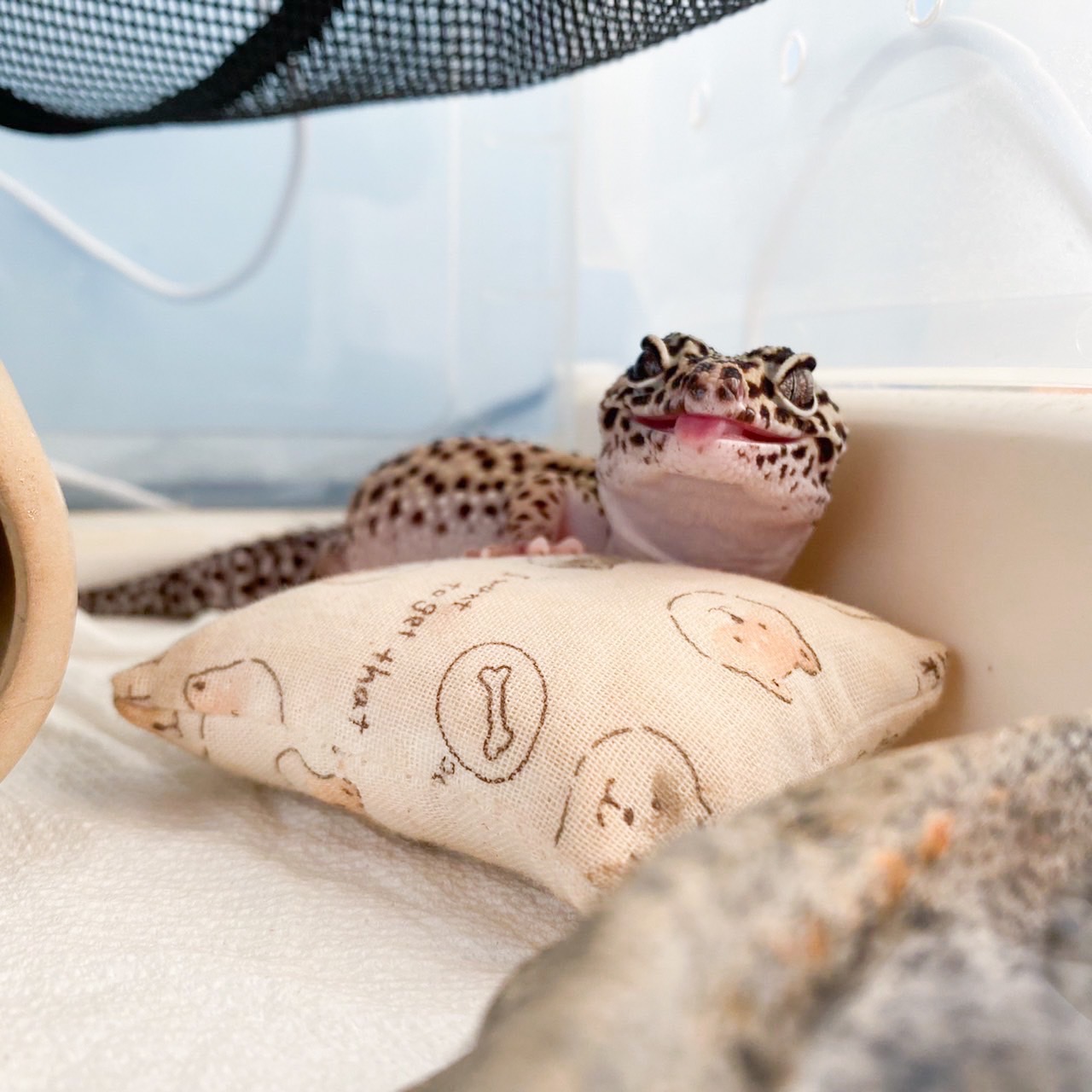 爬蟲小枕頭 - 小號示意圖