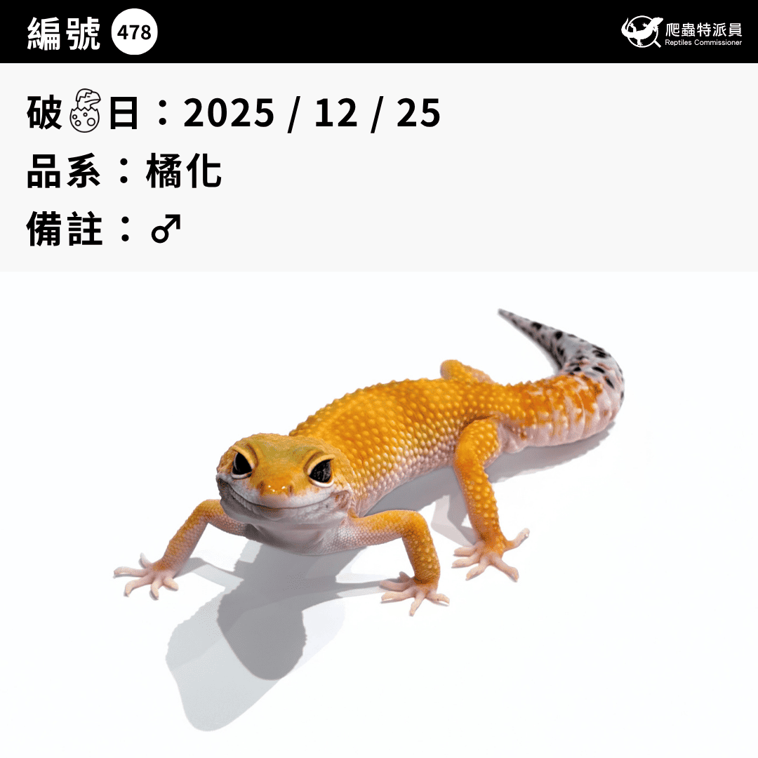 豹紋守宮.橘化(編號 478)3