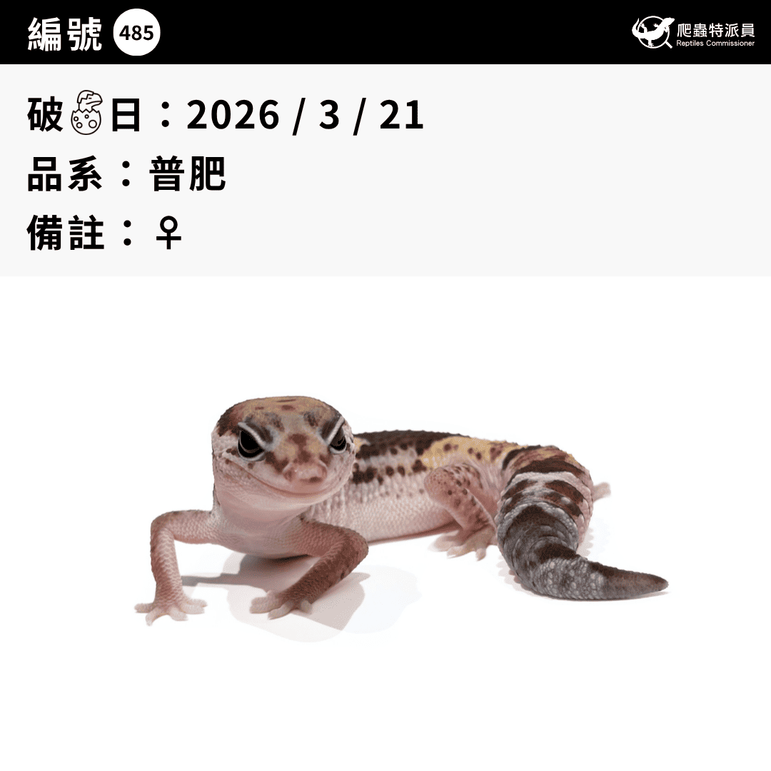 肥尾守宮.普肥(編號 485)3