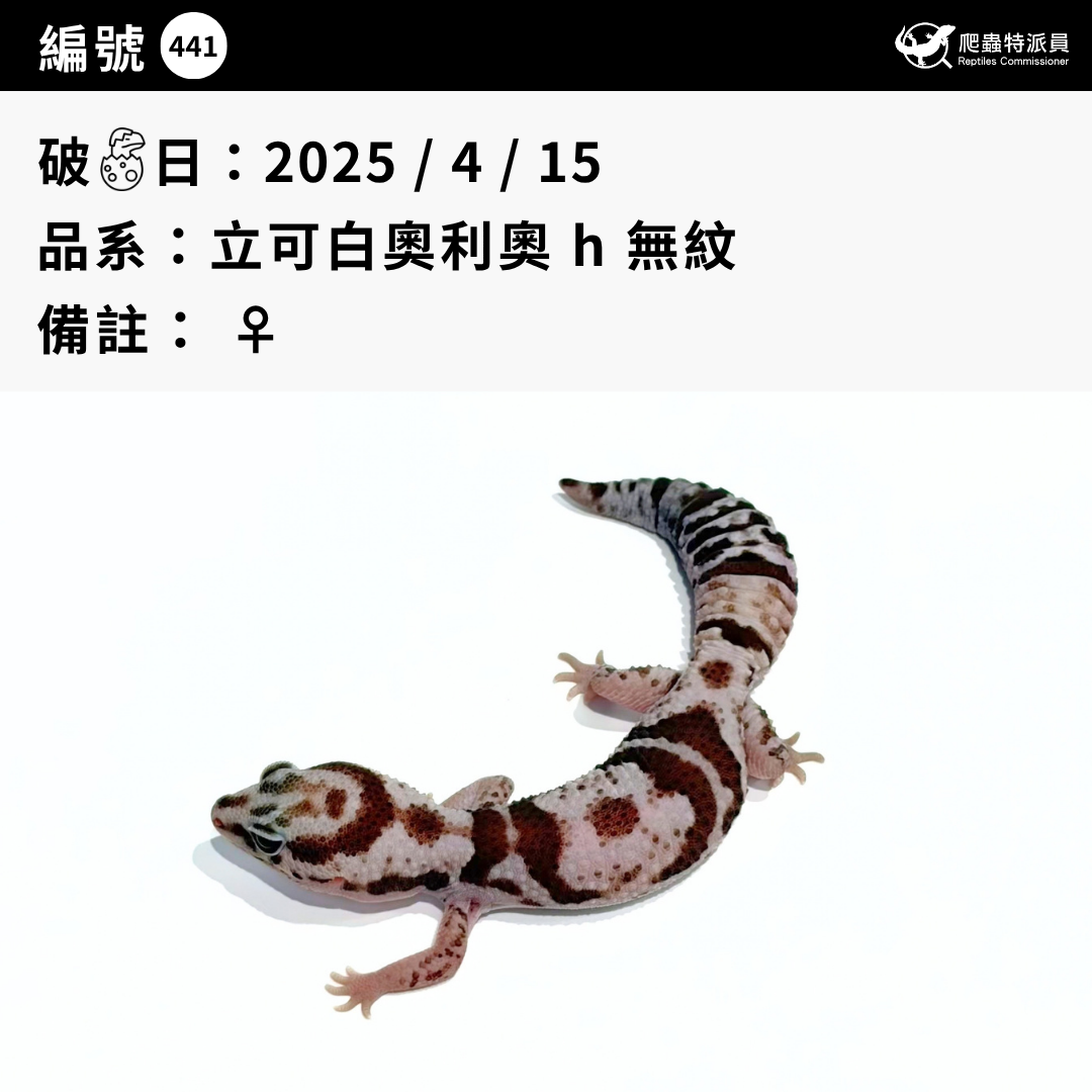肥尾守宮.立可白奧利奧 h 無紋(編號 441)3