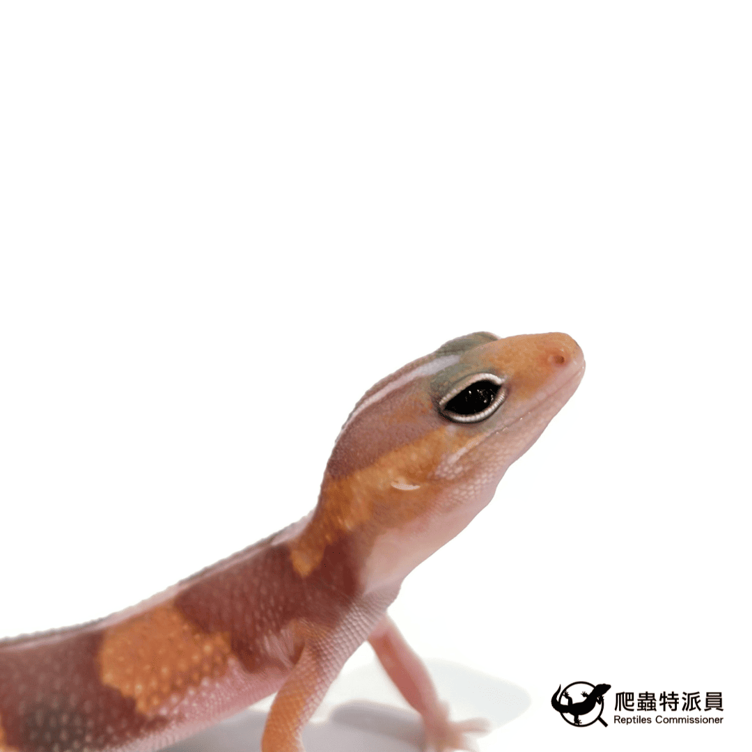 肥尾守宮.橘白(編號 487)4