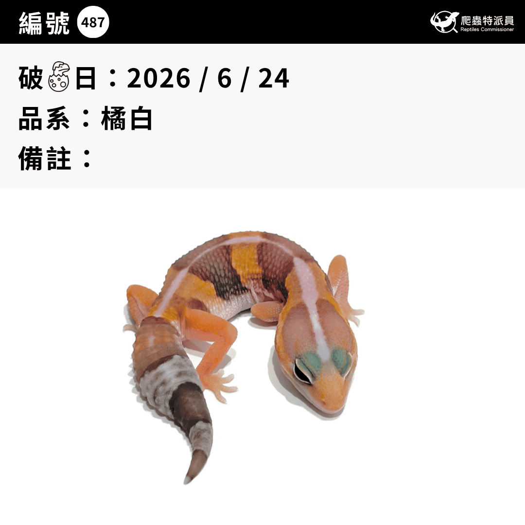 肥尾守宮.橘白(編號 487)3