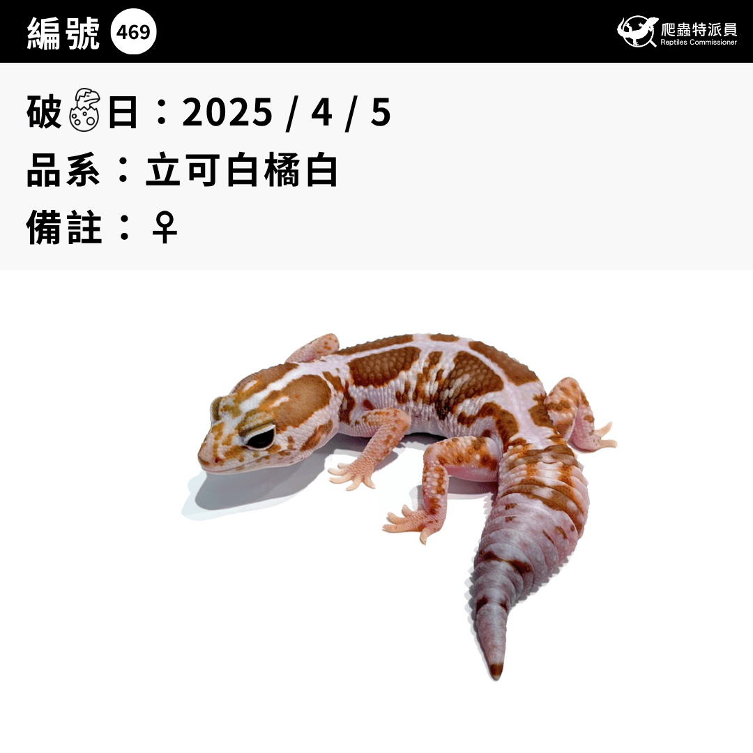肥尾守宮.立可白橘白(編號 469)3