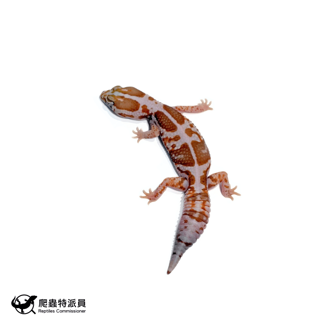 肥尾守宮.立可白橘白(編號 469)1