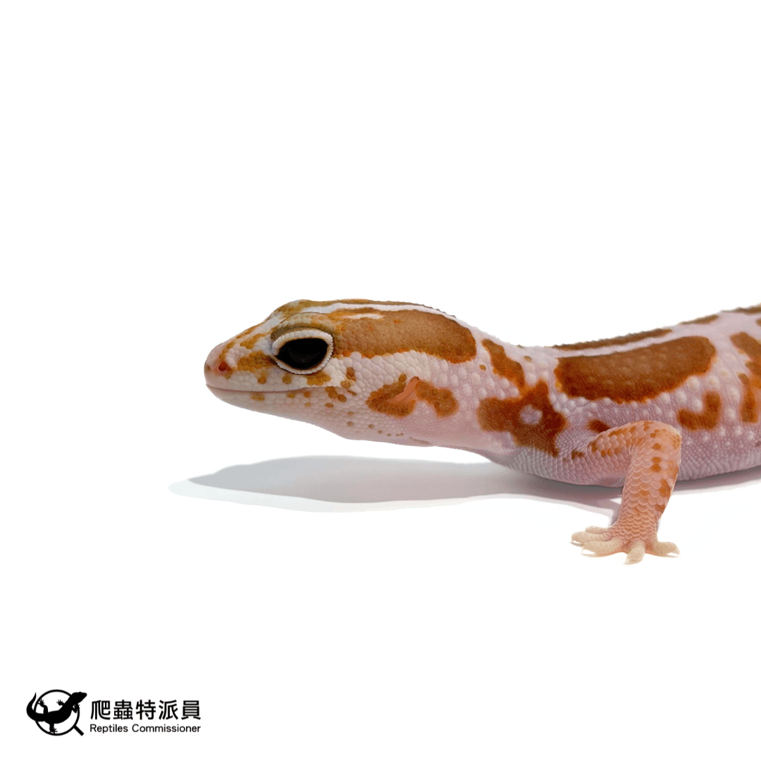 肥尾守宮.立可白橘白(編號 469)5