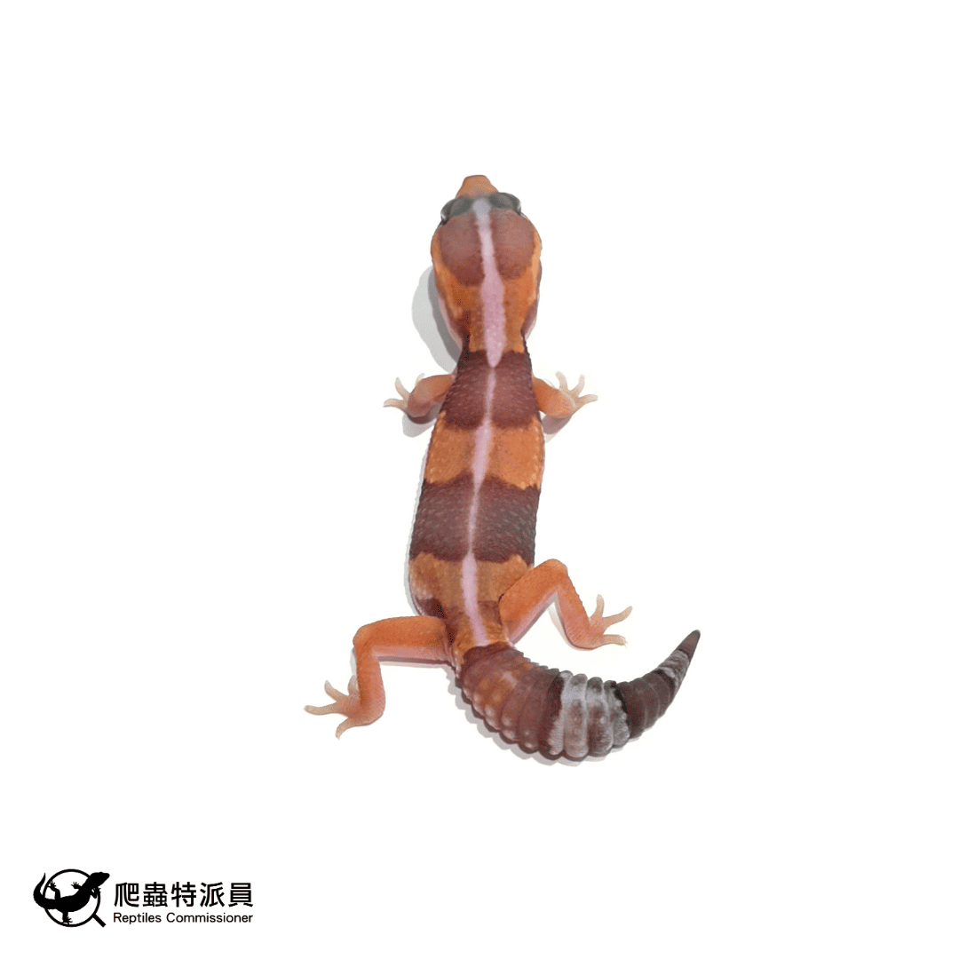 肥尾守宮.橘白(編號 487)1