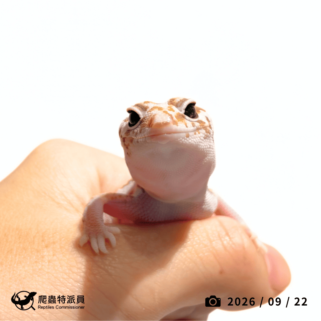 肥尾守宮.立可白橘白(編號 469)2