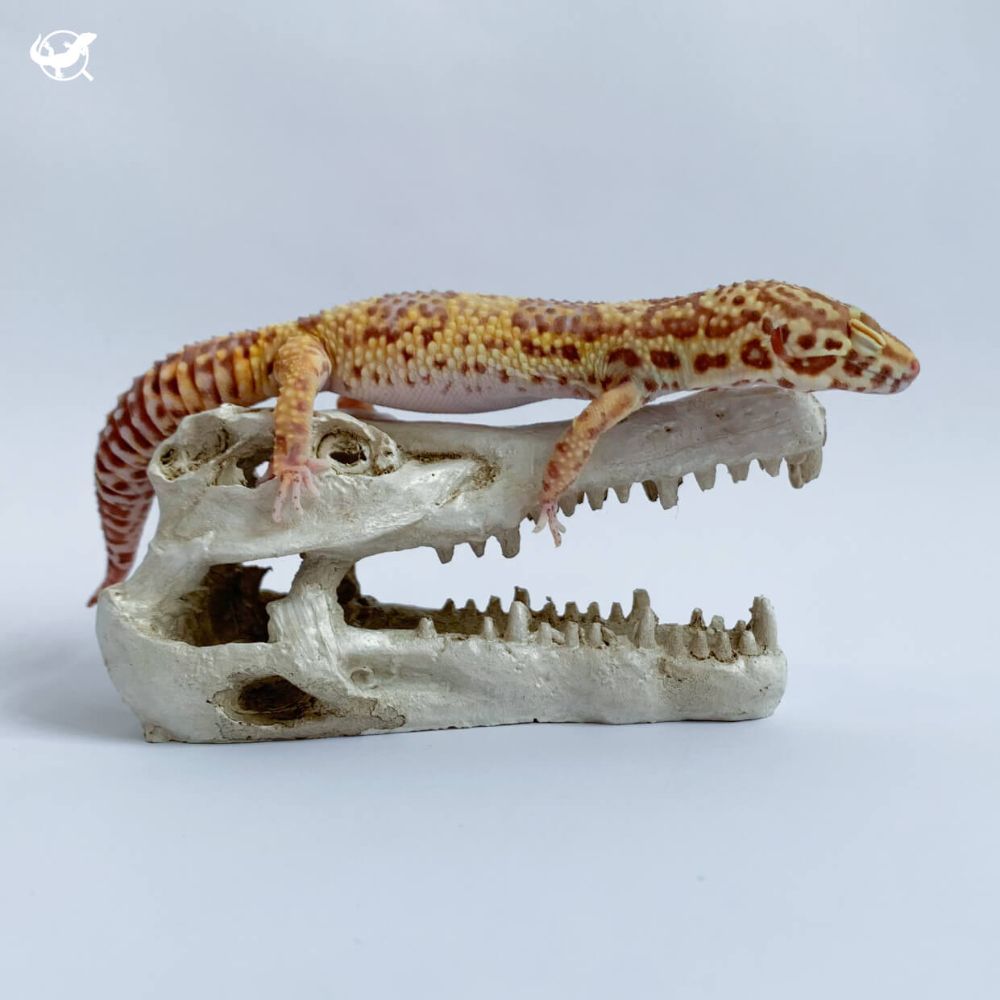 鱷魚頭骨躲避屋－2