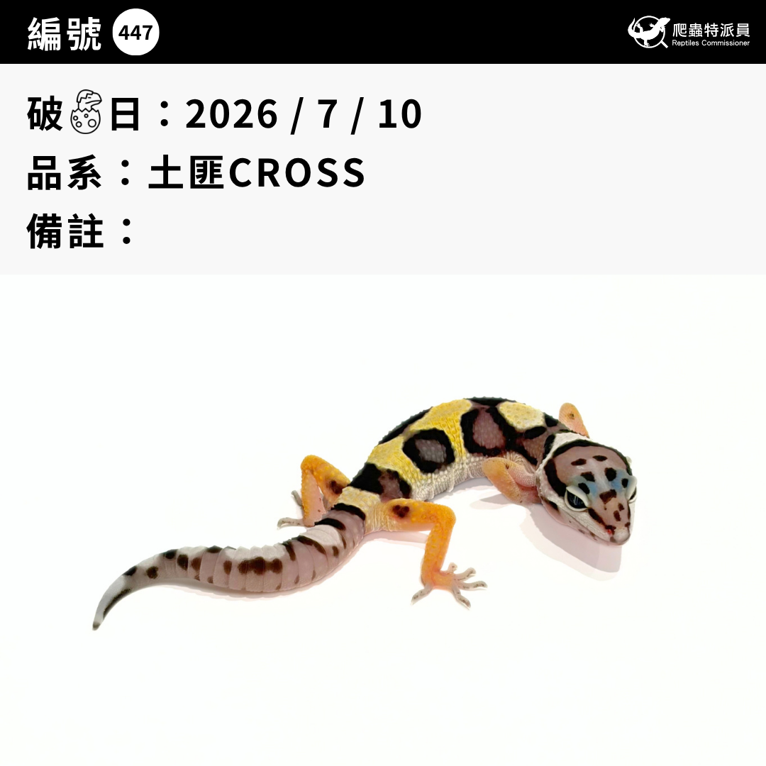 豹紋守宮.土匪 CROSS(編號 447)3