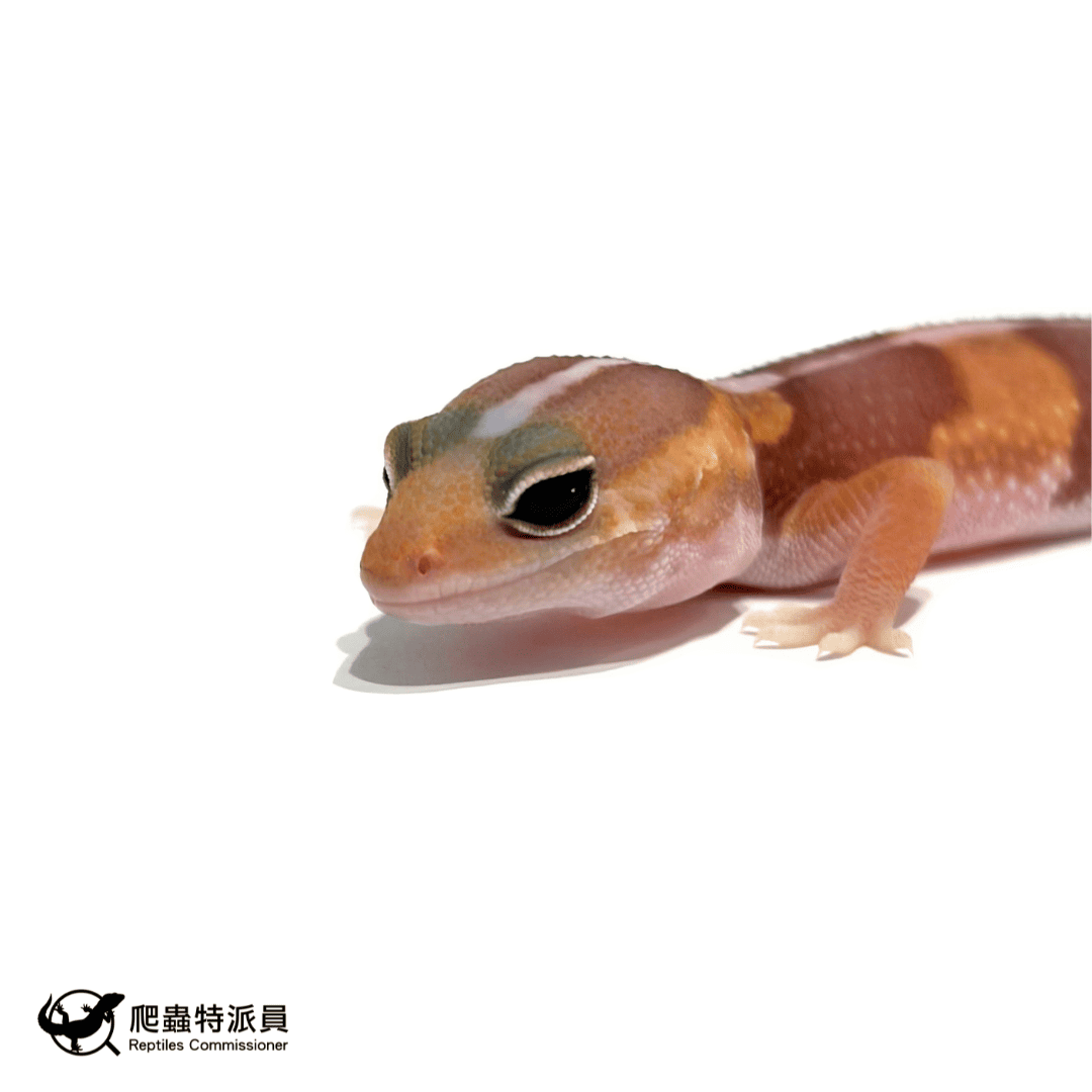 肥尾守宮.橘白(編號 487)5