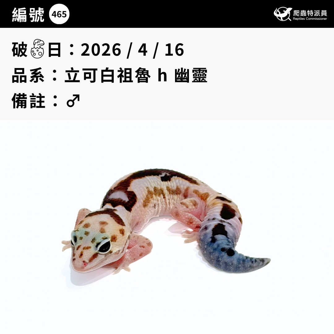 肥尾守宮.立可白祖魯 h 幽靈(編號 465)3