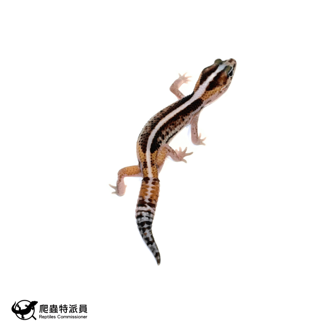 肥尾守宮.零 h 幽奧無(編號 470)1
